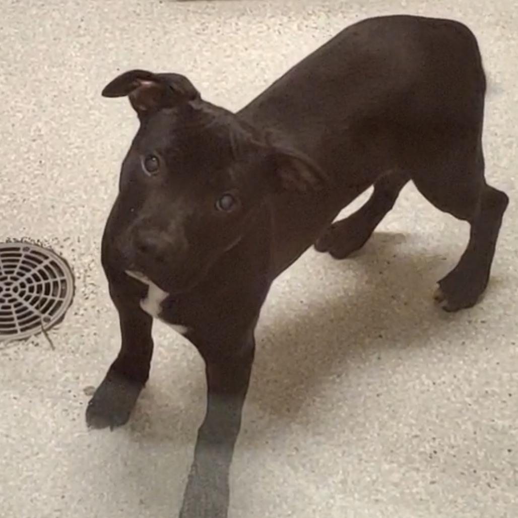 Enlarge Sue Sue, a Adoptable Pit Bull Terrier in Novelty, OH image 1/1