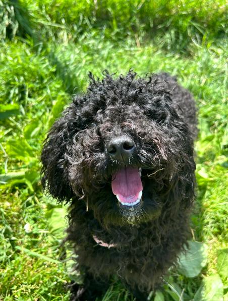 Demi, an adopted Miniature Poodle in Brunswick, OH image 4/6