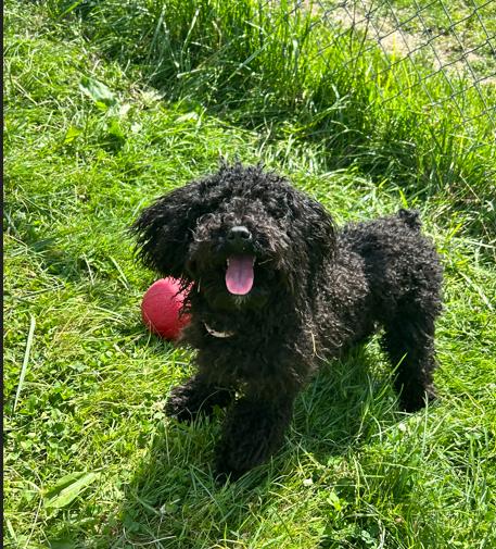 Demi, an adopted Miniature Poodle in Brunswick, OH image 3/6