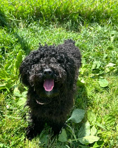 Demi, an adopted Miniature Poodle in Brunswick, OH image 2/6