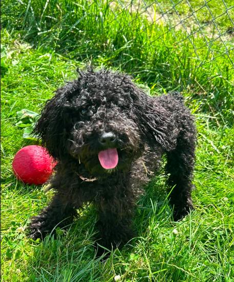 Demi, an adopted Miniature Poodle in Brunswick, OH image 6/6