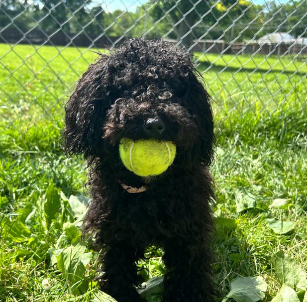 Demi, an adopted Miniature Poodle in Brunswick, OH image 5/6