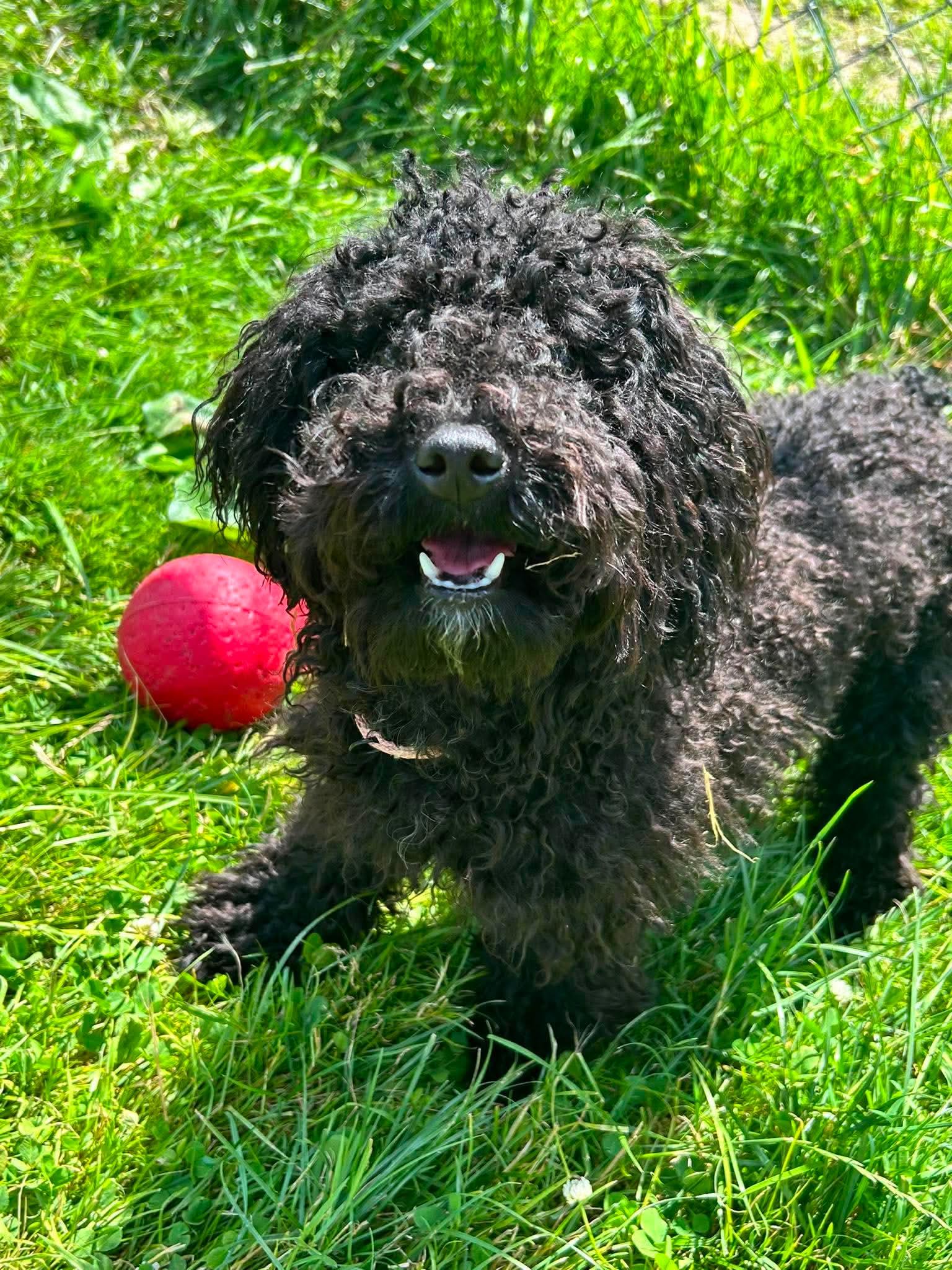 Demi, adopted, Young Female Miniature Poodle.