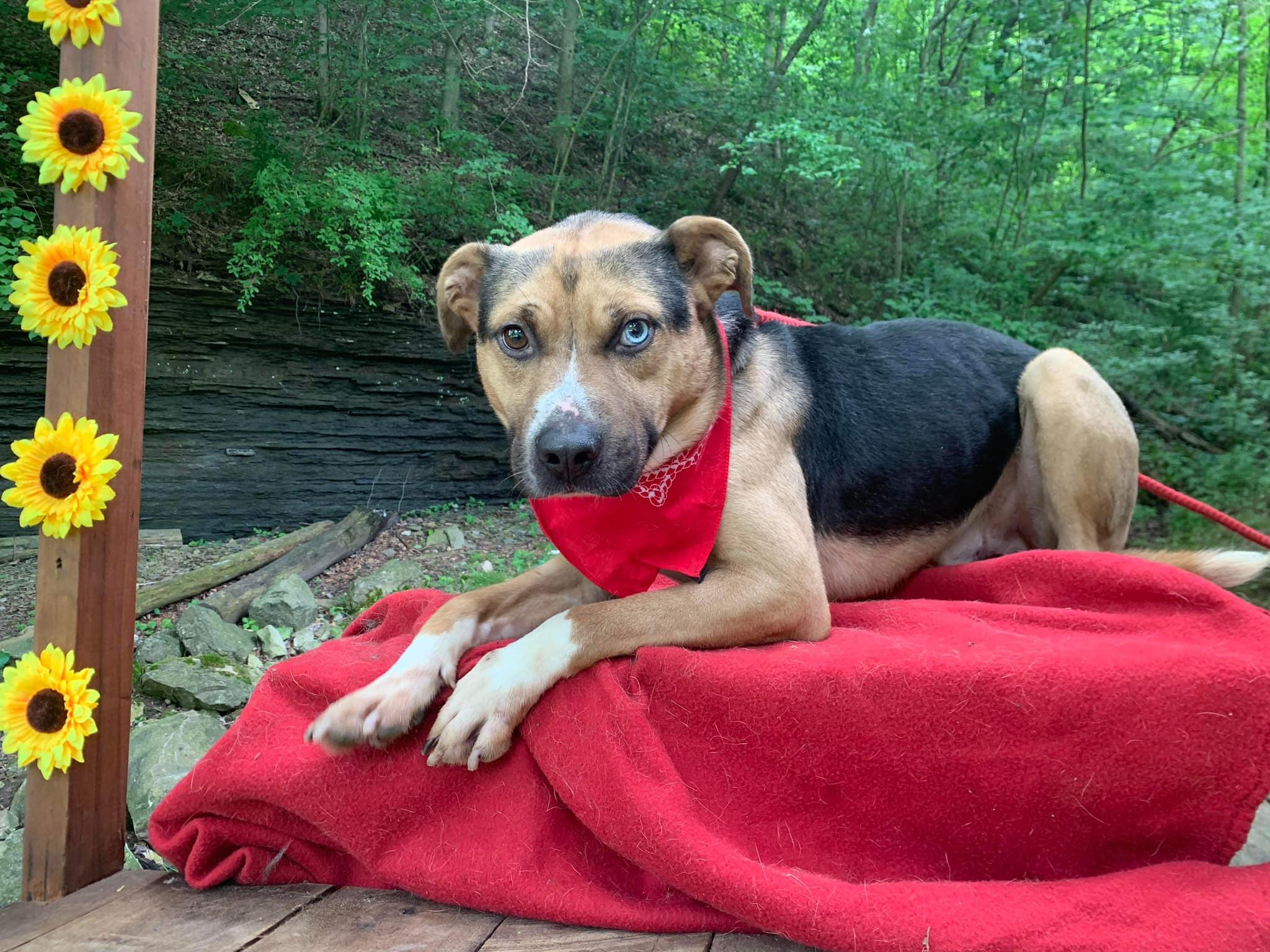 Toby (20230422-03), a Adoptable mixed breed in Hamilton, ON image 3/6