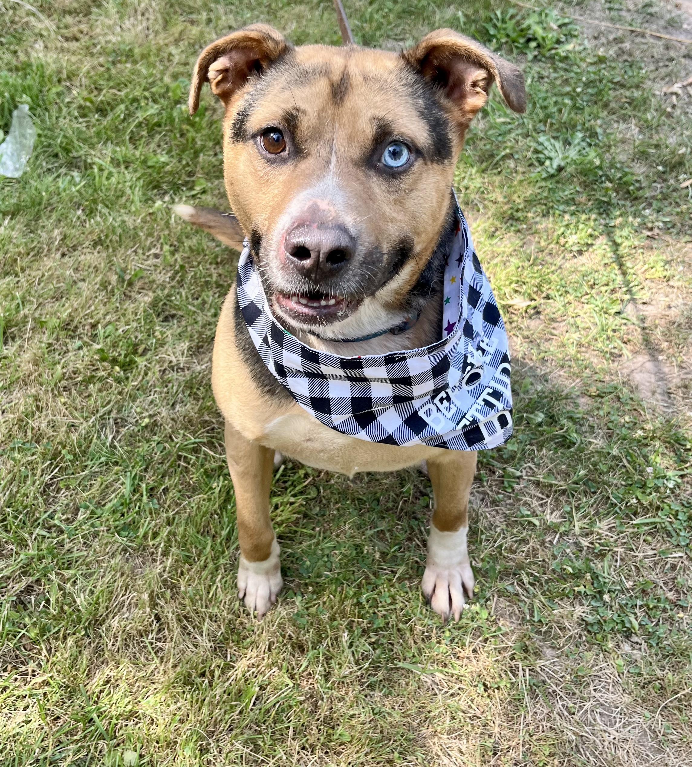 Toby (20230422-03), a Adoptable mixed breed in Hamilton, ON image 4/6