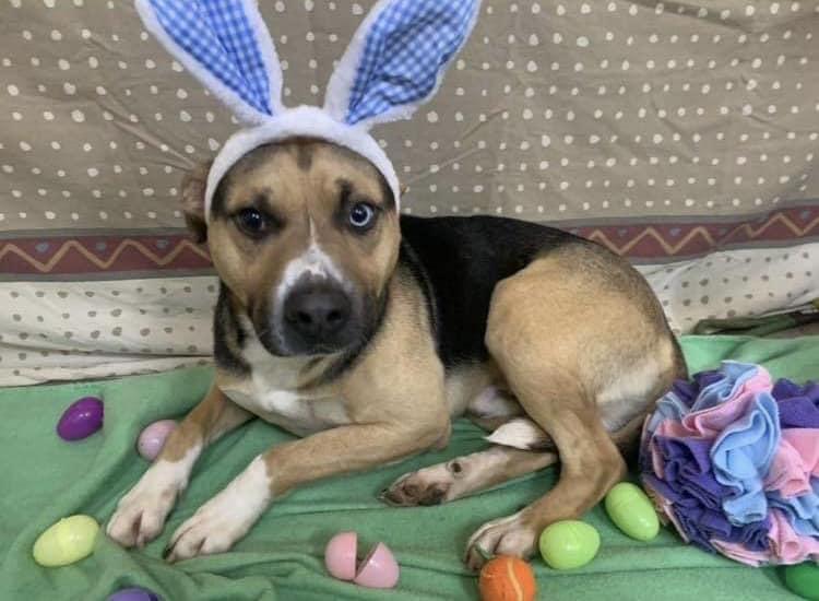 Toby (20230422-03), a Adoptable mixed breed in Hamilton, ON image 5/6