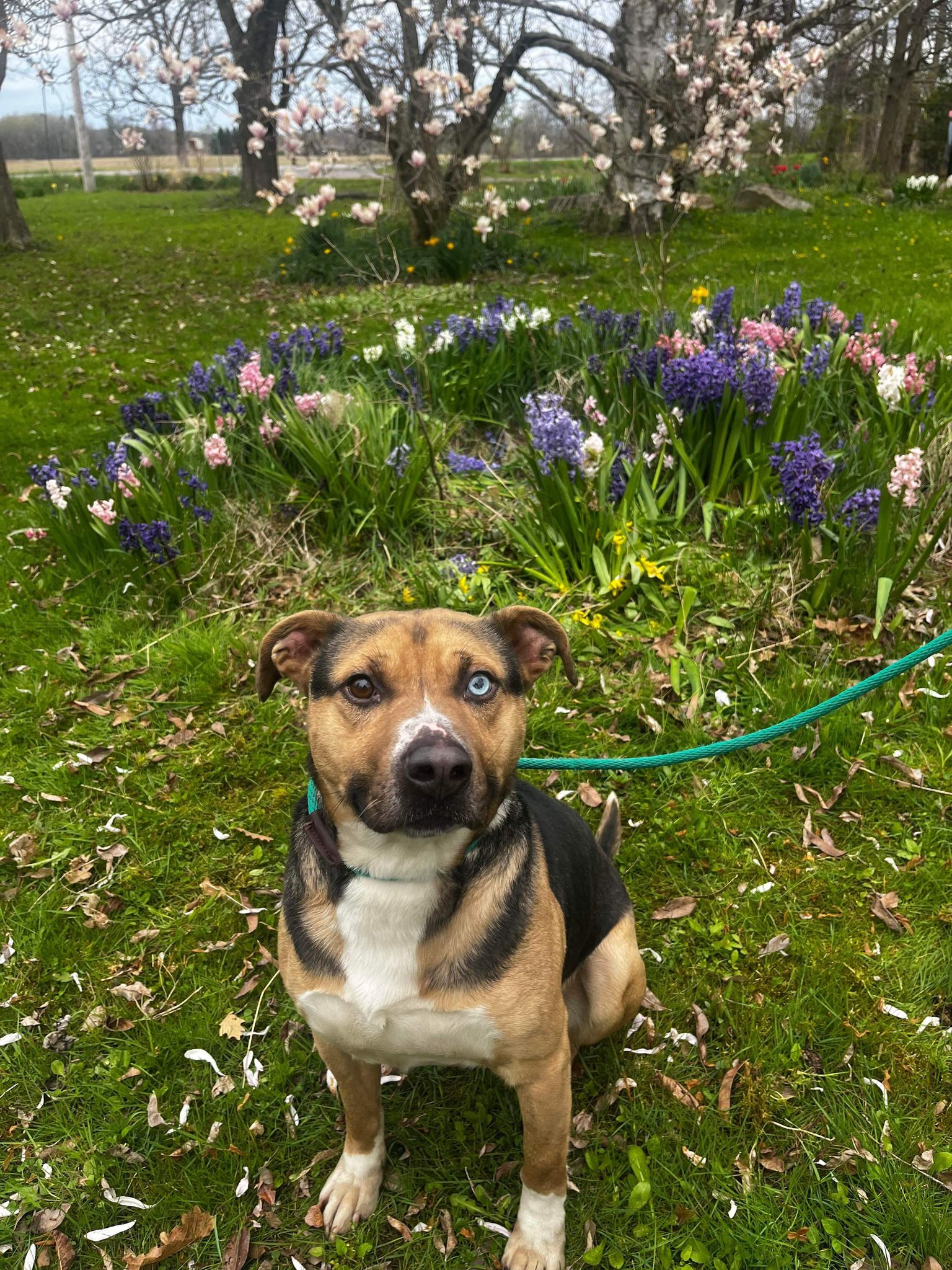 Toby (20230422-03) photo 2