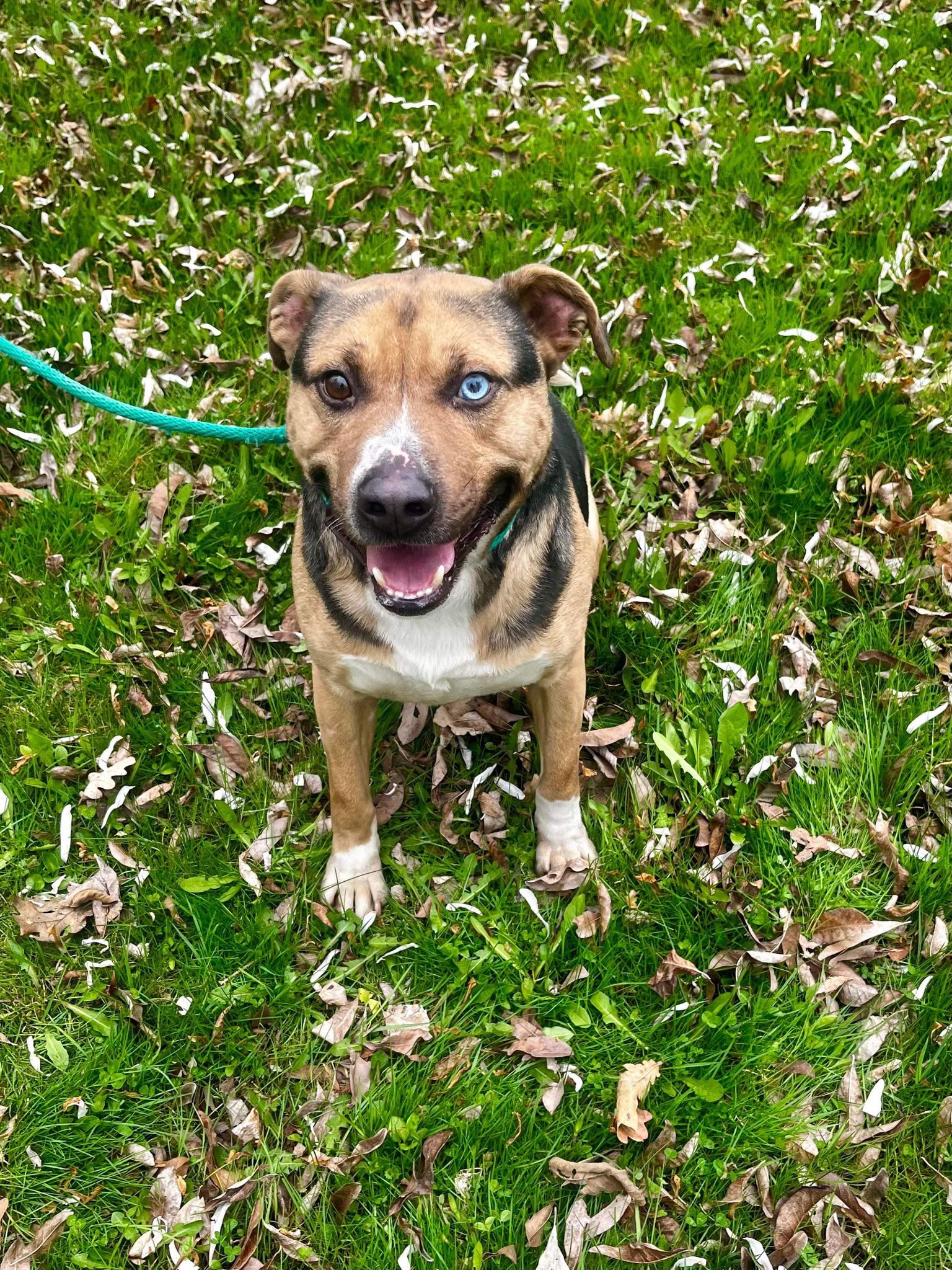 Toby (20230422-03), Adult Male Husky