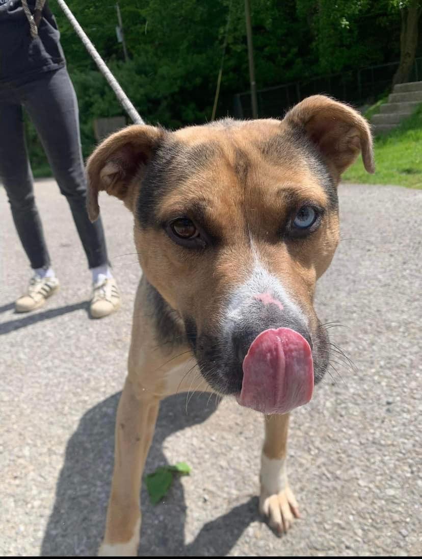 Toby (20230422-03), a Adoptable mixed breed in Hamilton, ON image 2/6