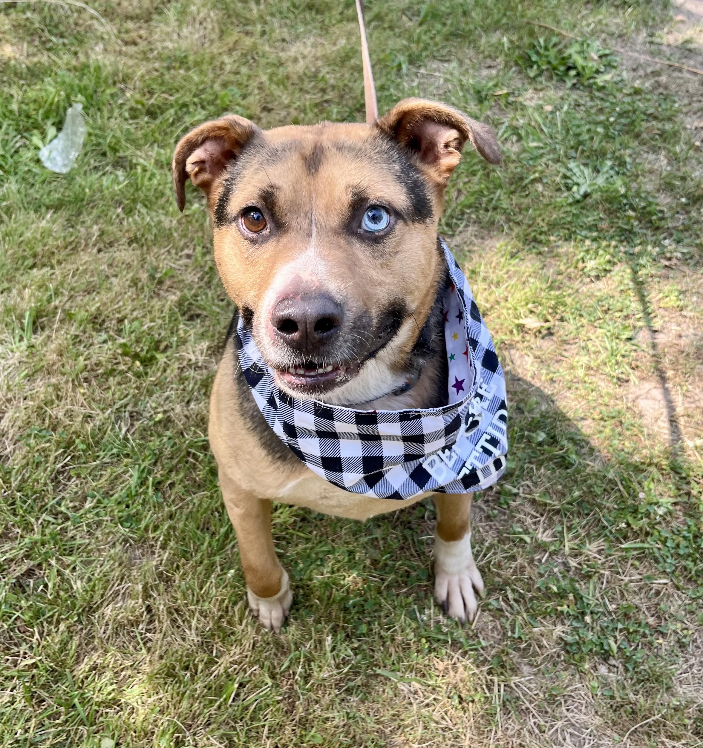 Toby (20230422-03), a Adoptable mixed breed in Hamilton, ON image 6/6