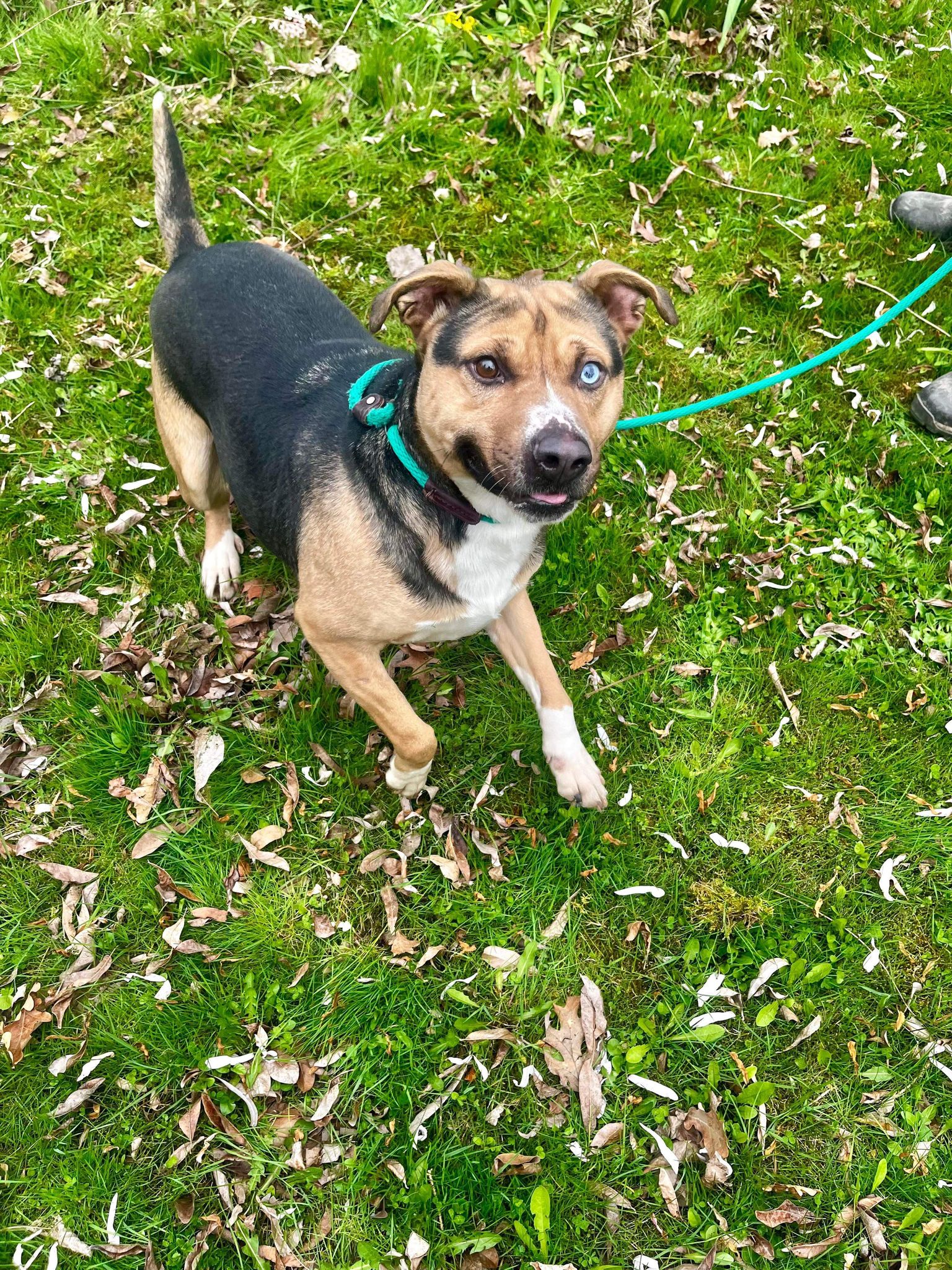 Toby (20230422-03) photo 5