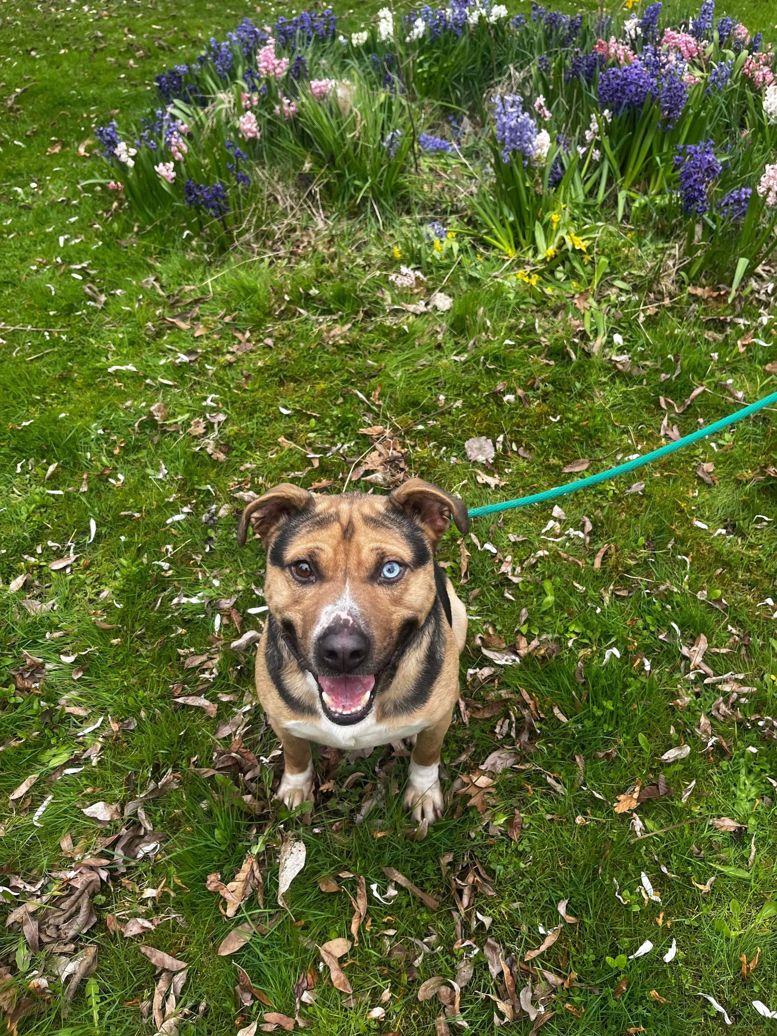 Toby (20230422-03) photo 6