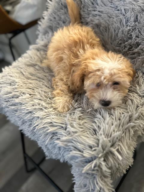 Enlarge Basil , an adopted Shih poo in Maitland, FL image 2/4