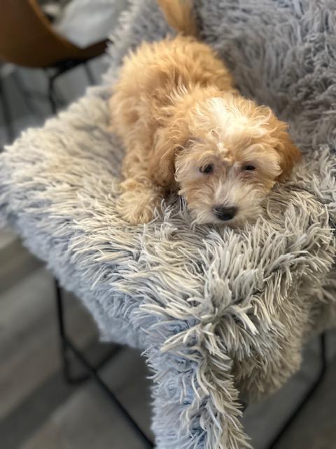 Enlarge Basil , an adopted Shih poo in Maitland, FL image 4/4