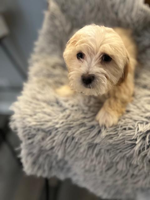 Basil , adopted, Puppy Male Shih poo.