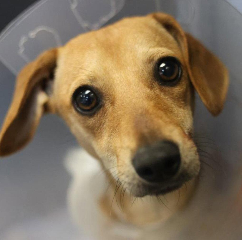 Peanut, Adoptable, Young Male Dachshund.