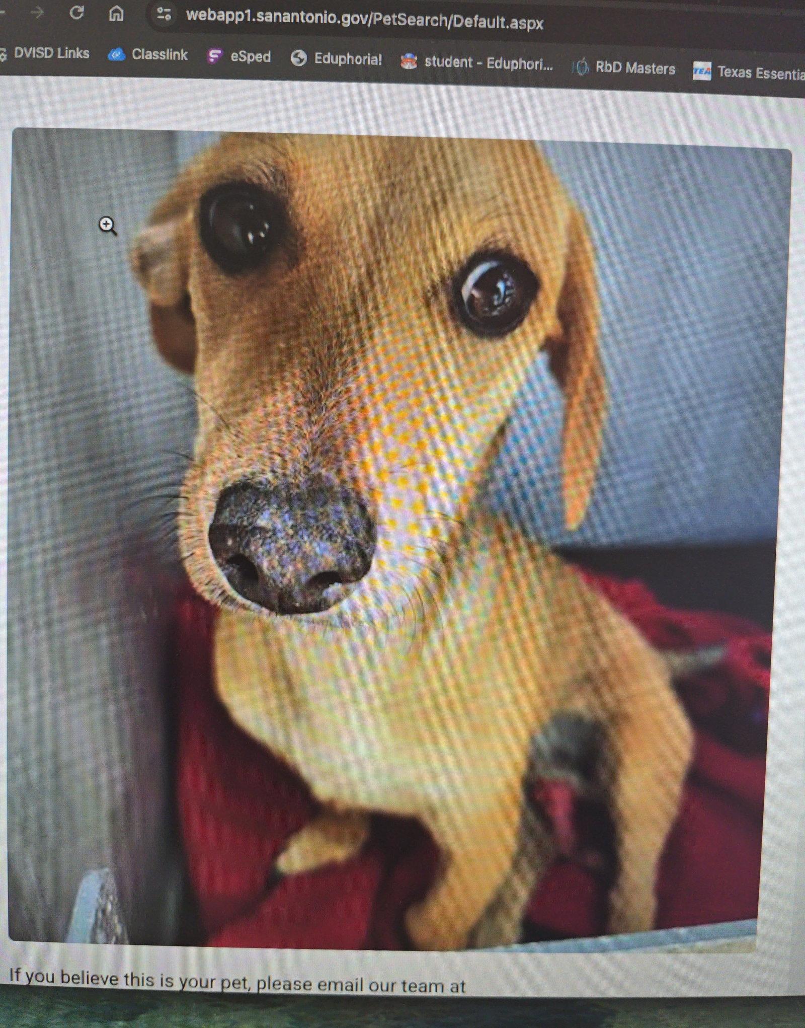 Enlarge Peanut, a Adoptable Dachshund in Austin, TX image 2/3