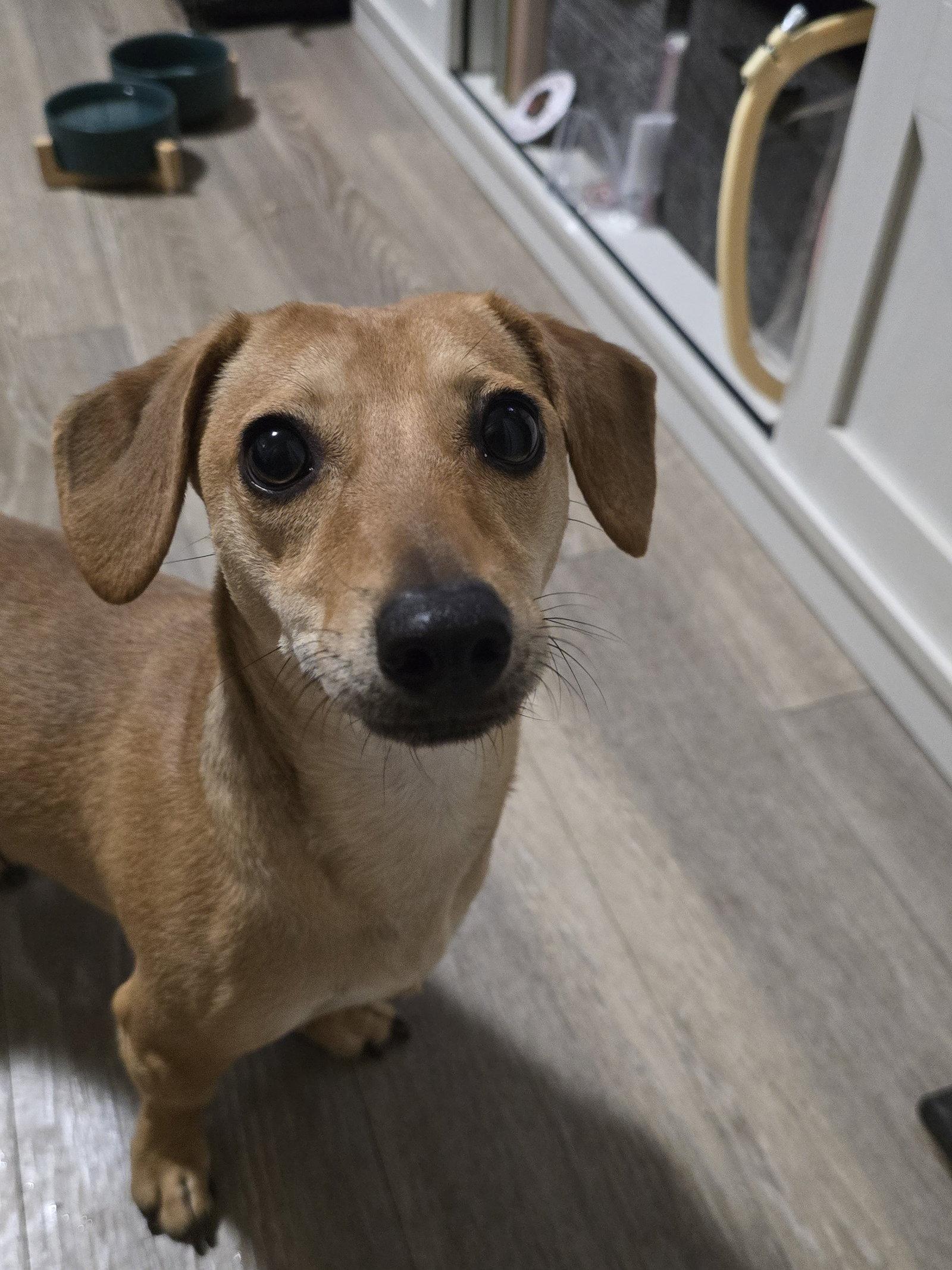 Peanut, Adoptable, Young Male Dachshund.