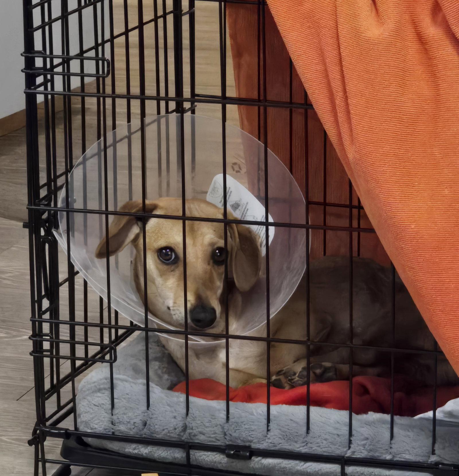 Enlarge Peanut, a Adoptable Dachshund in Austin, TX image 2/3