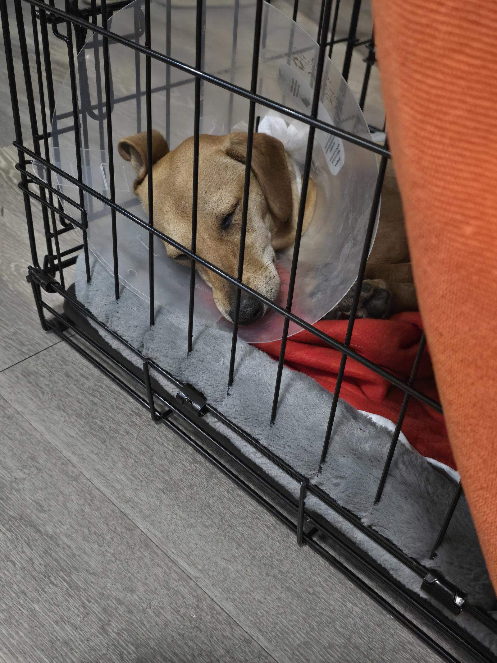 Enlarge Peanut, a Adoptable Dachshund in Austin, TX image 3/3