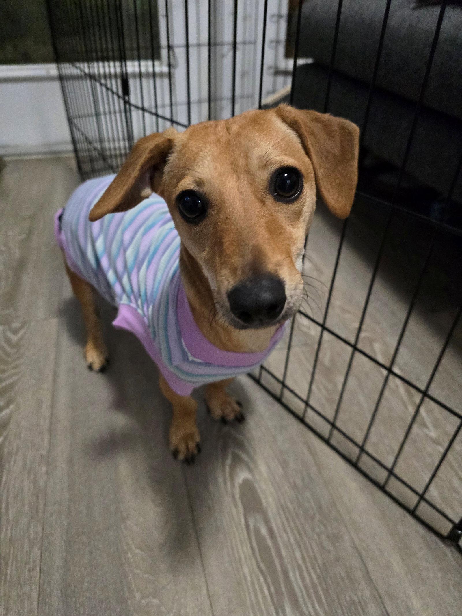 Peanut, a Adoptable Dachshund in Austin, TX image 3/3