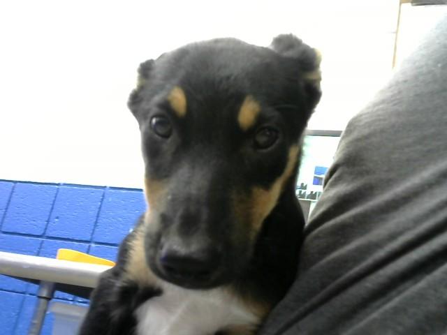 Enlarge BITTLE, a Adoptable mixed breed in Albuquerque, NM image 1/1