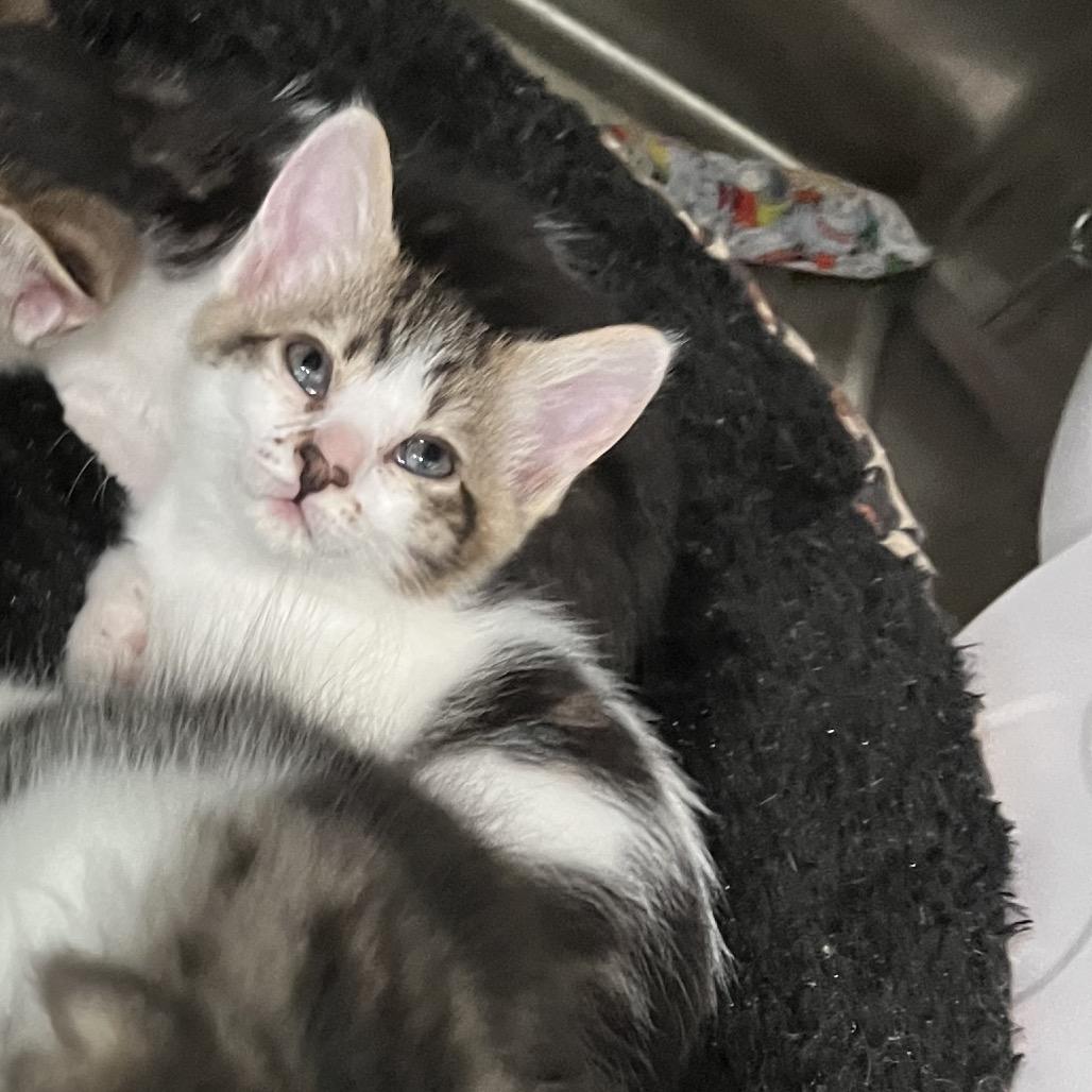 Fruity Pebbles, Adoptable, Kitten Female Domestic Long Hair.