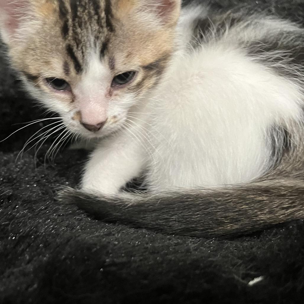 Enlarge Fruity Pebbles, a Adoptable Domestic Long Hair in Richmond Hill, GA image 2/4