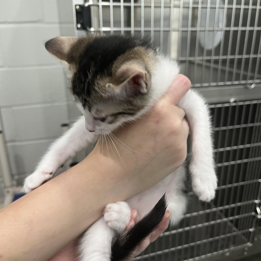 Enlarge Fruity Pebbles, a Adoptable Domestic Long Hair in Richmond Hill, GA image 4/4