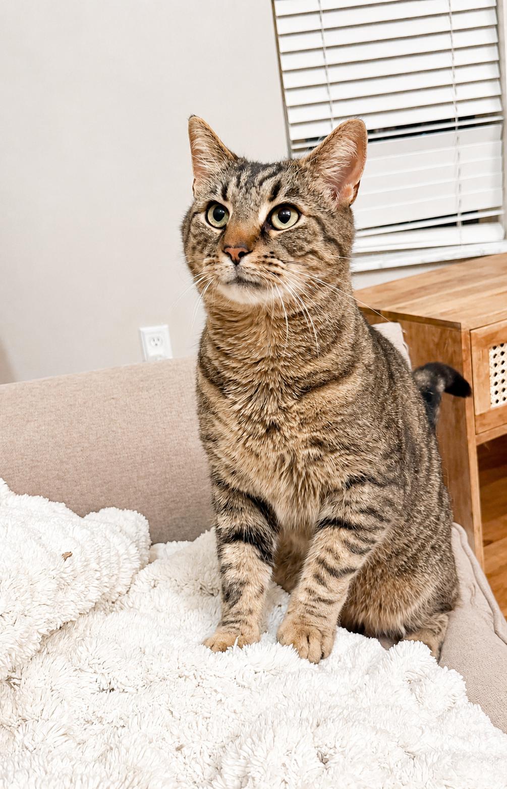 Enlarge Mimzy, a ADOPTABLE Domestic Short Hair in Pickerington, OH image 3/5