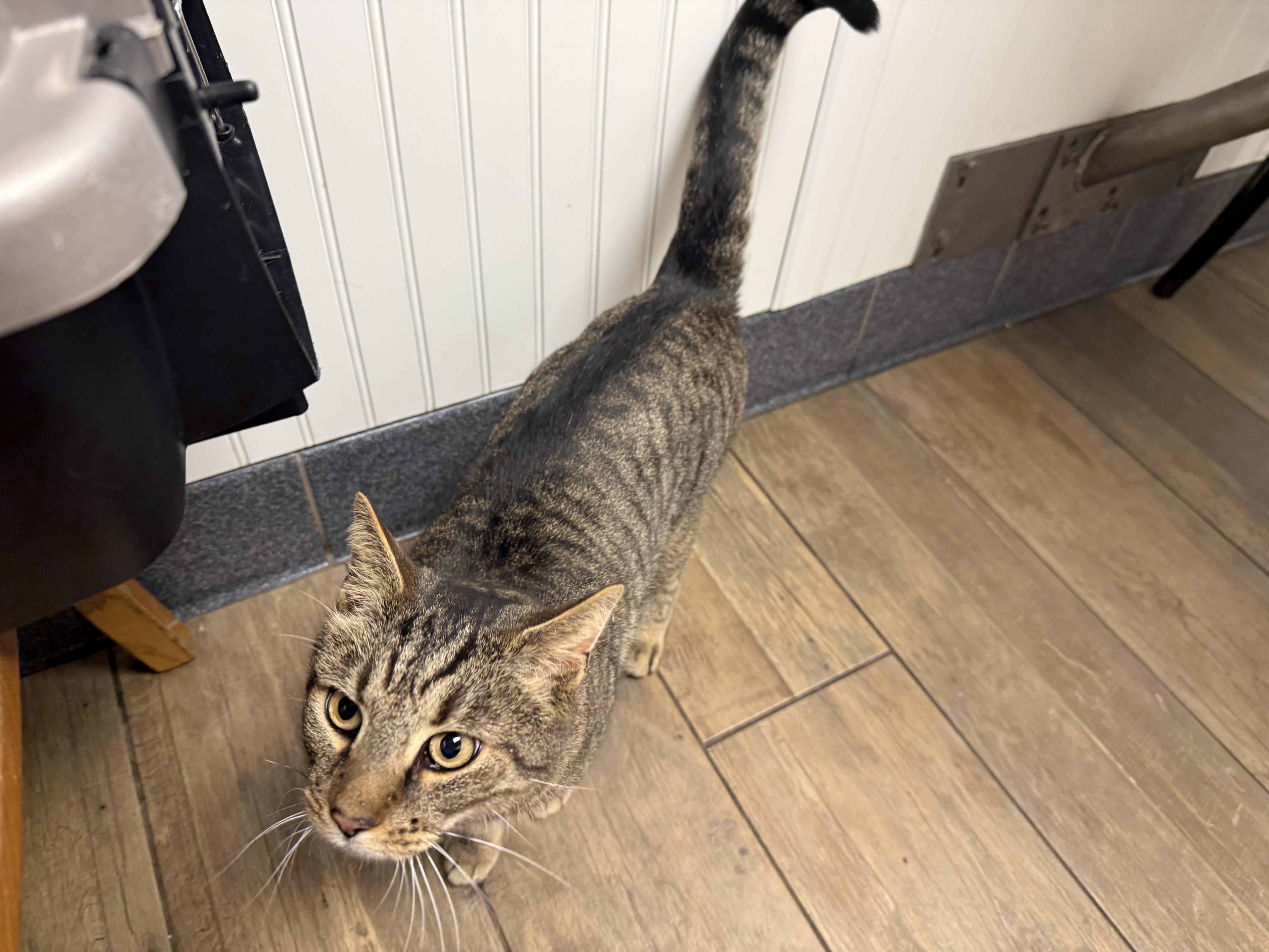 Mimzy, a ADOPTABLE Domestic Short Hair in Pickerington, OH image 2/5