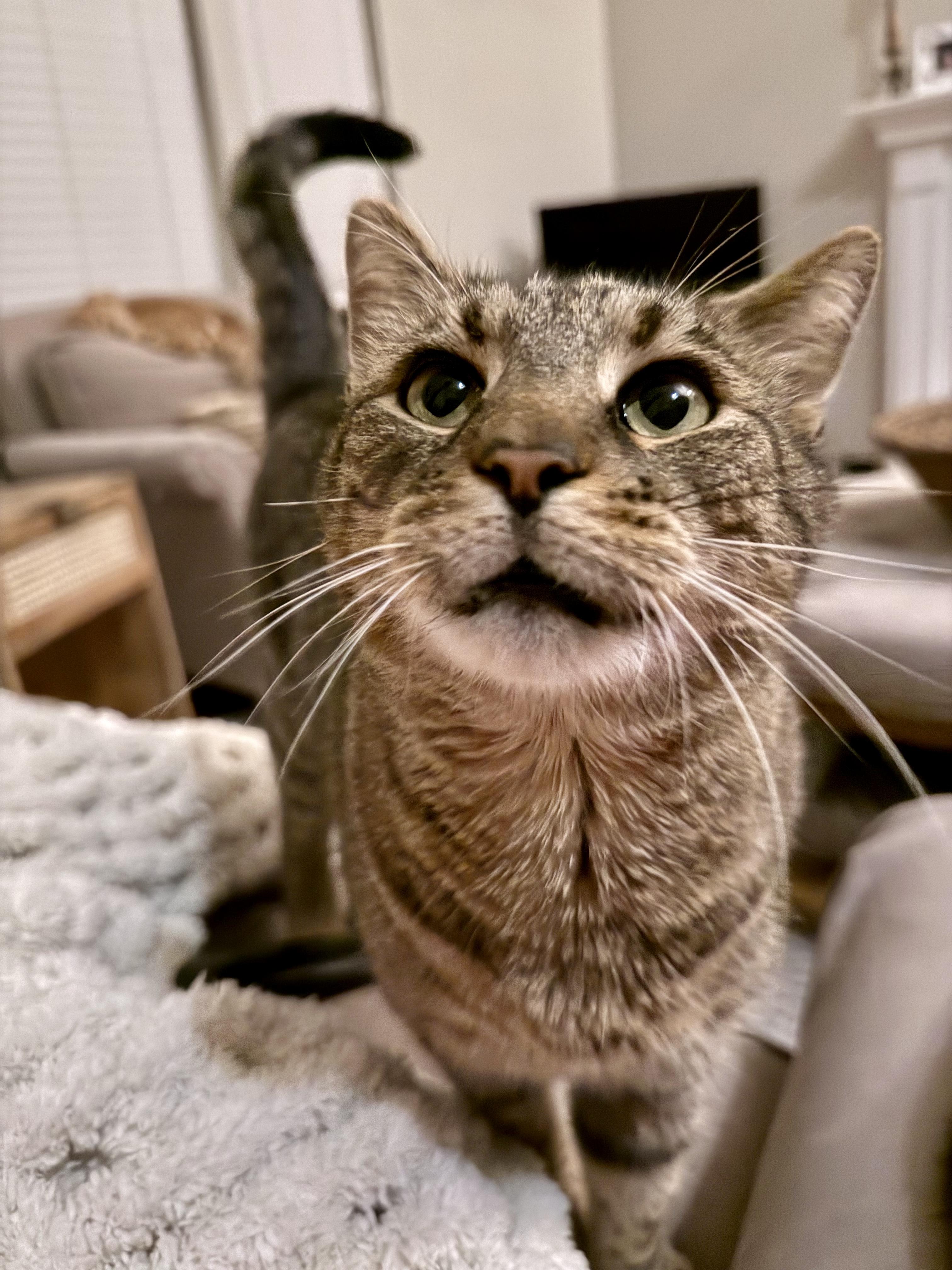 Mimzy, ADOPTABLE, Adult Female Domestic Short Hair.