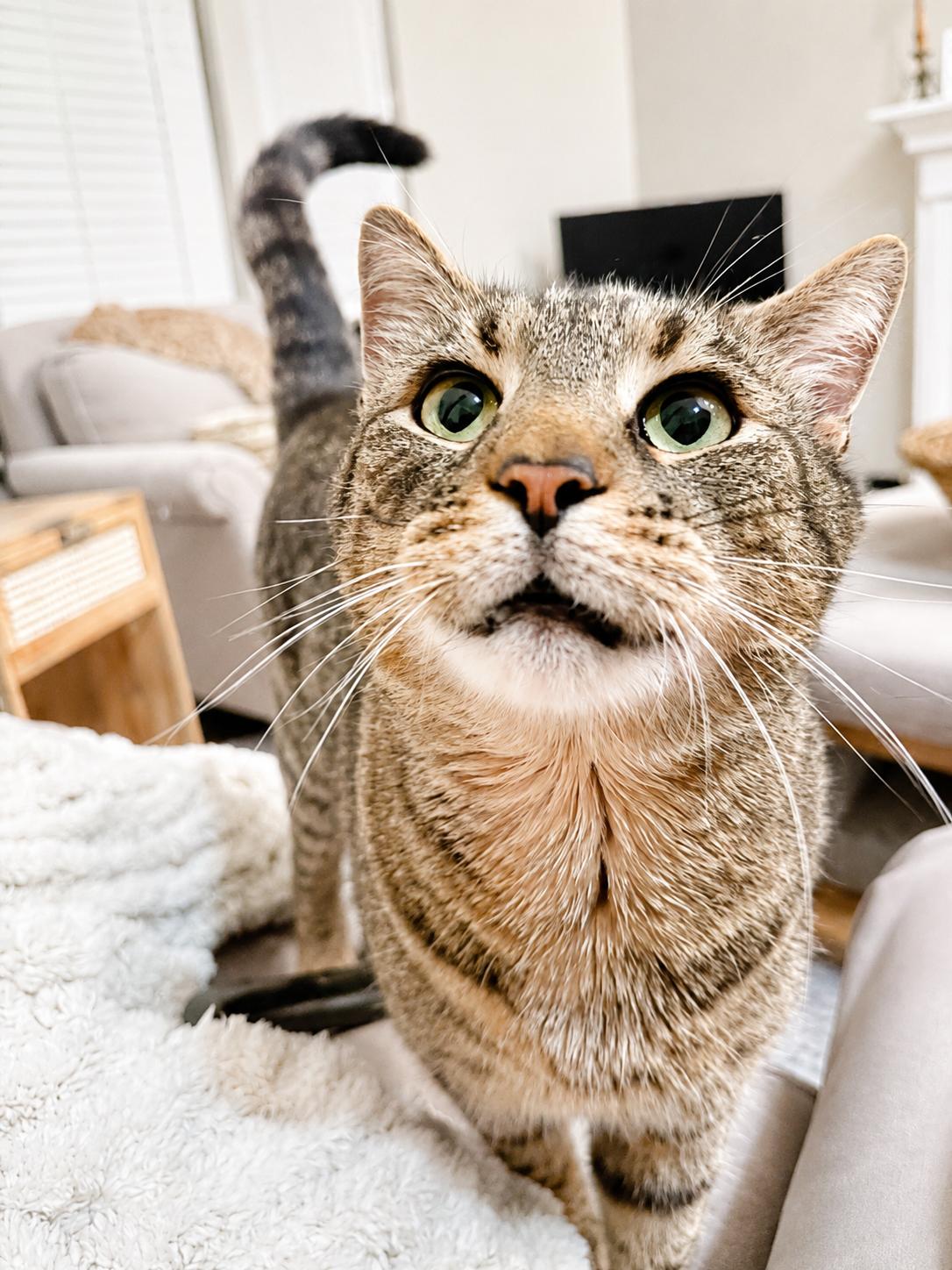 Enlarge Mimzy, a ADOPTABLE Domestic Short Hair in Pickerington, OH image 2/5