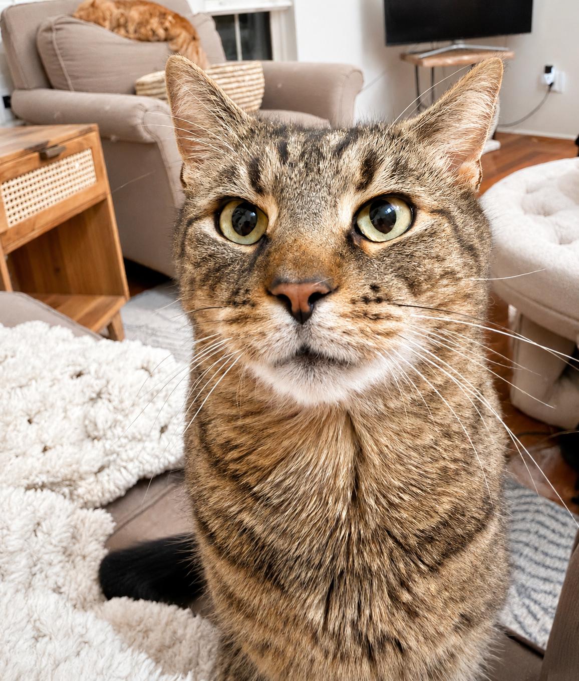 Mimzy, ADOPTABLE, Adult Male Domestic Short Hair.