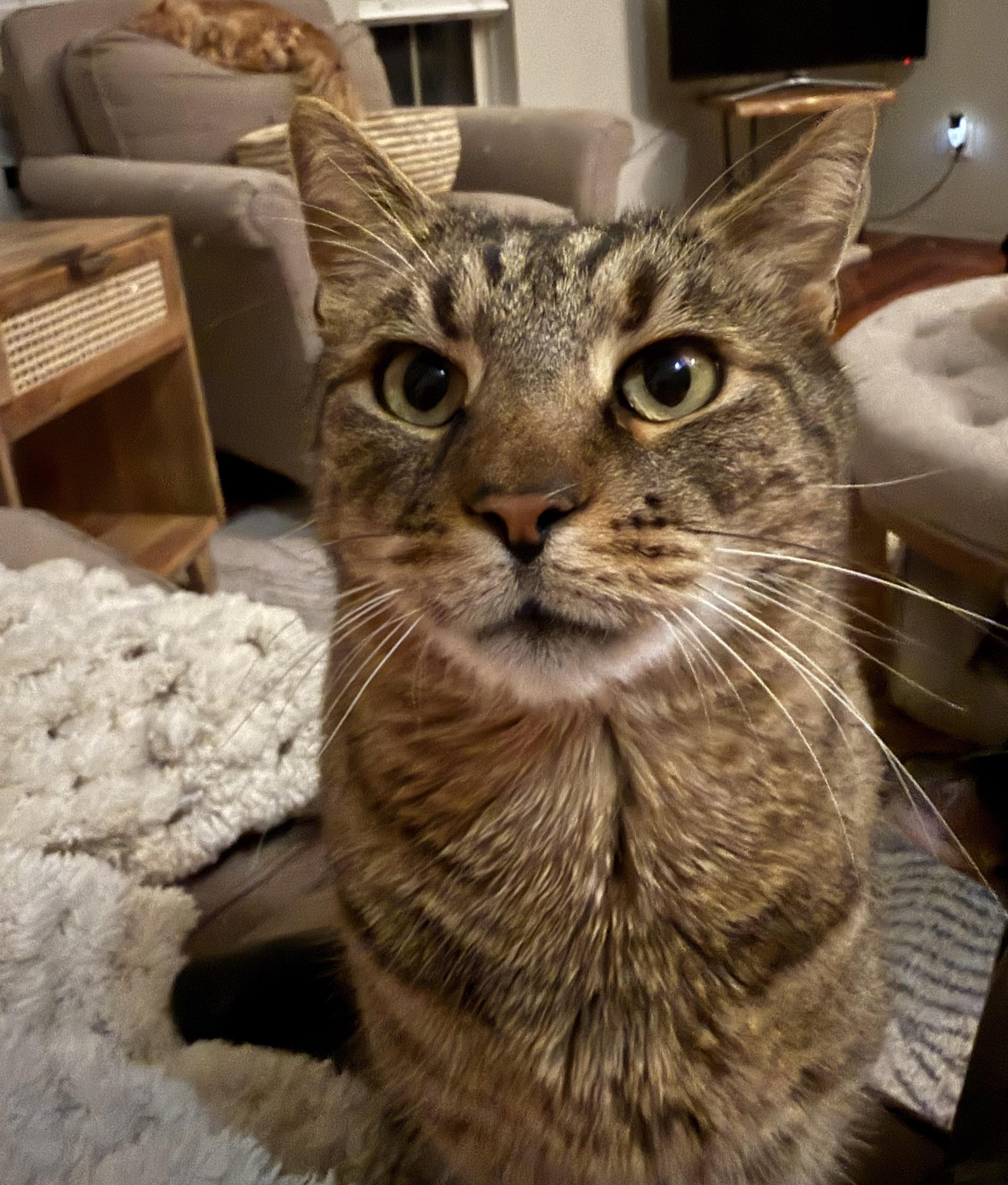 Mimzy, a ADOPTABLE Domestic Short Hair in Pickerington, OH image 3/5