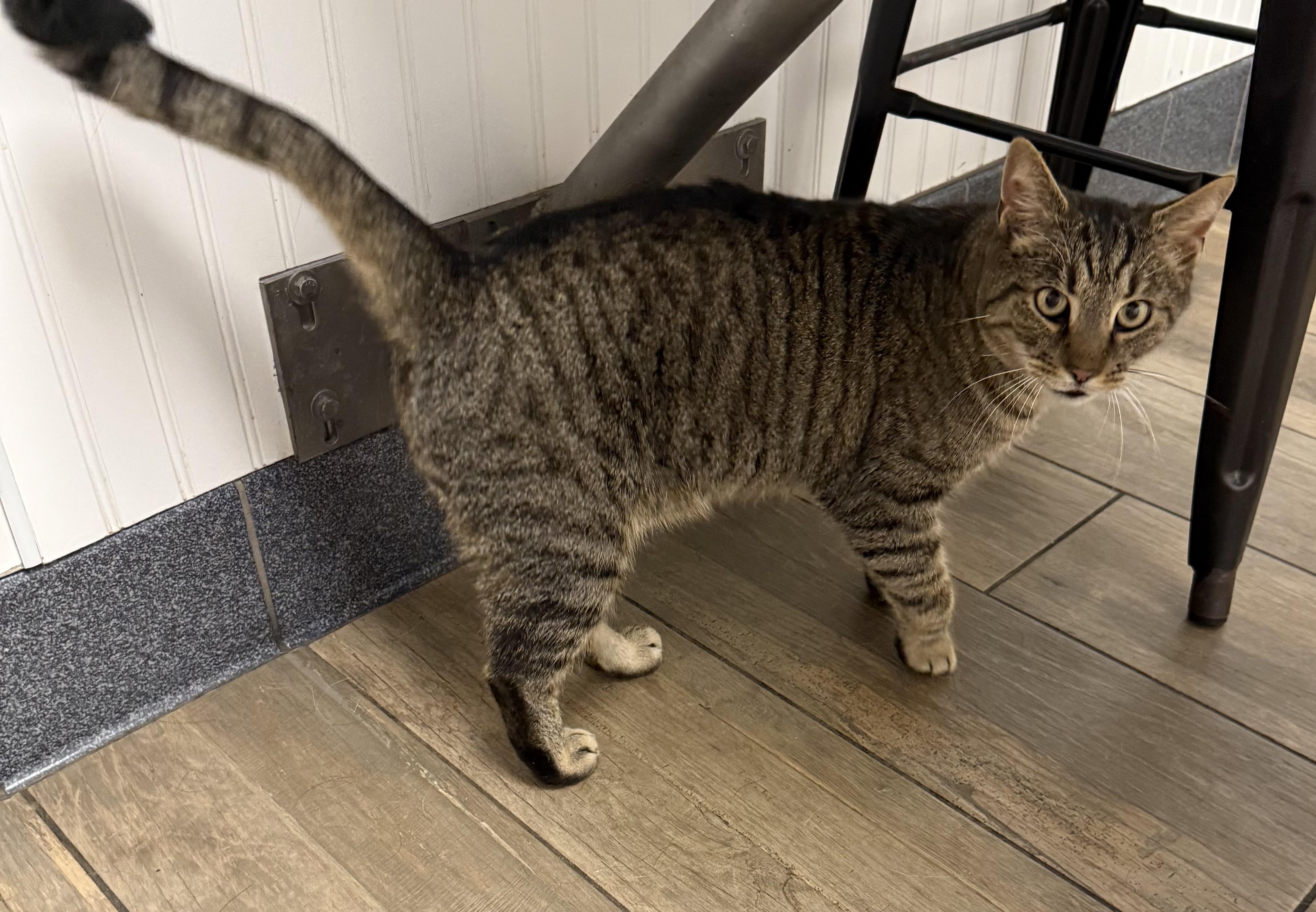 Mimzy, a ADOPTABLE Domestic Short Hair in Pickerington, OH image 4/5