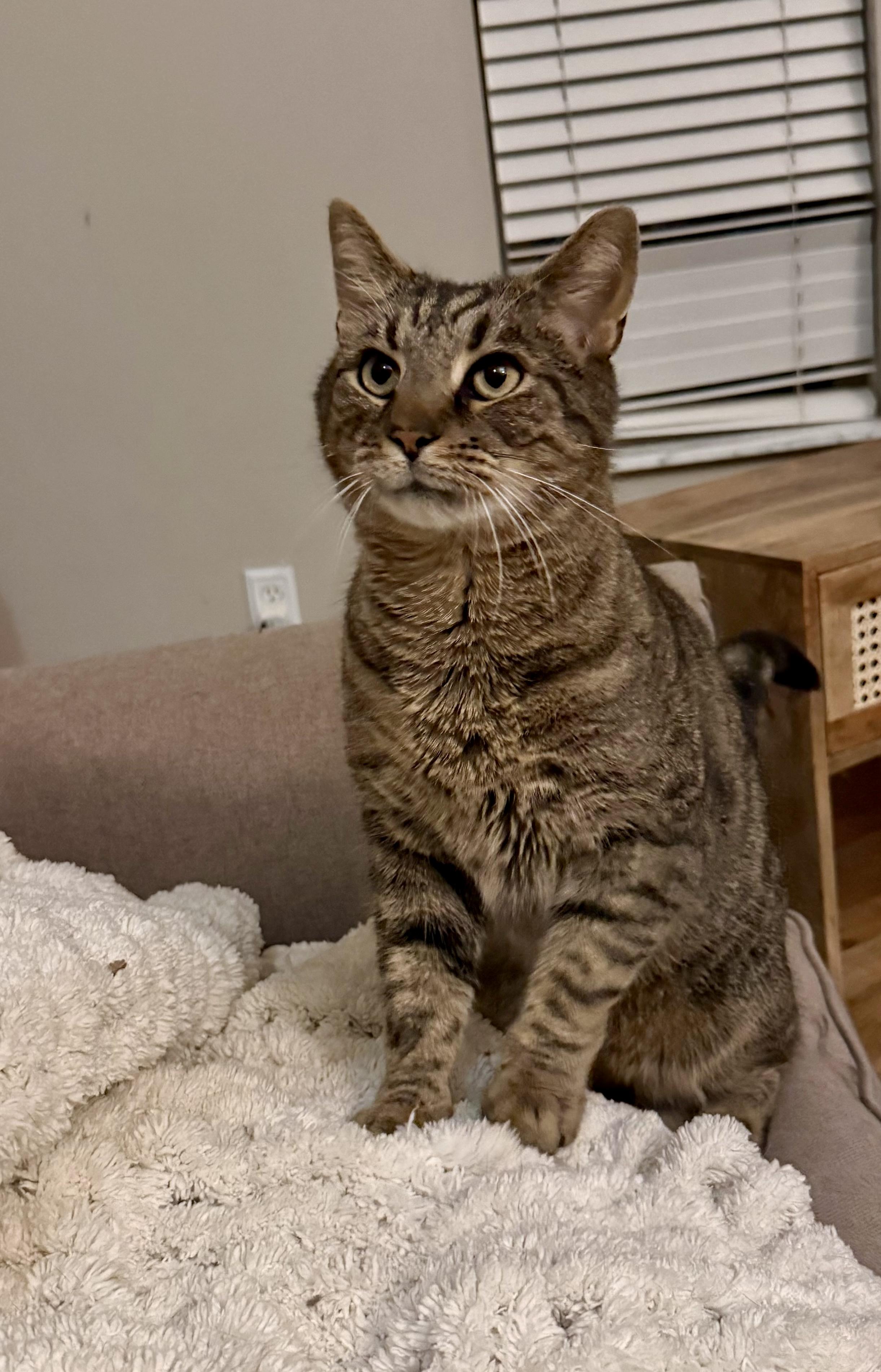 Mimzy, a ADOPTABLE Domestic Short Hair in Pickerington, OH image 5/5