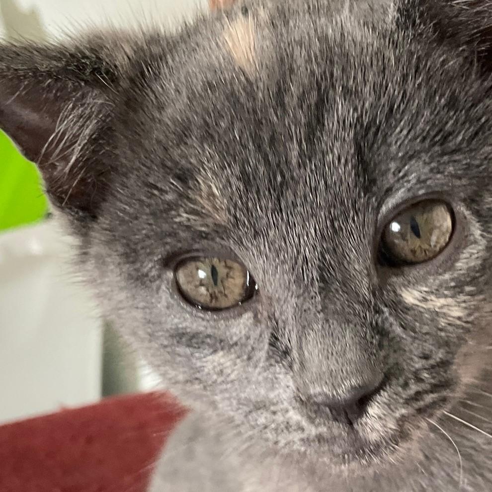 Mimolette (Mimi), adopted, Kitten Female Domestic Short Hair.