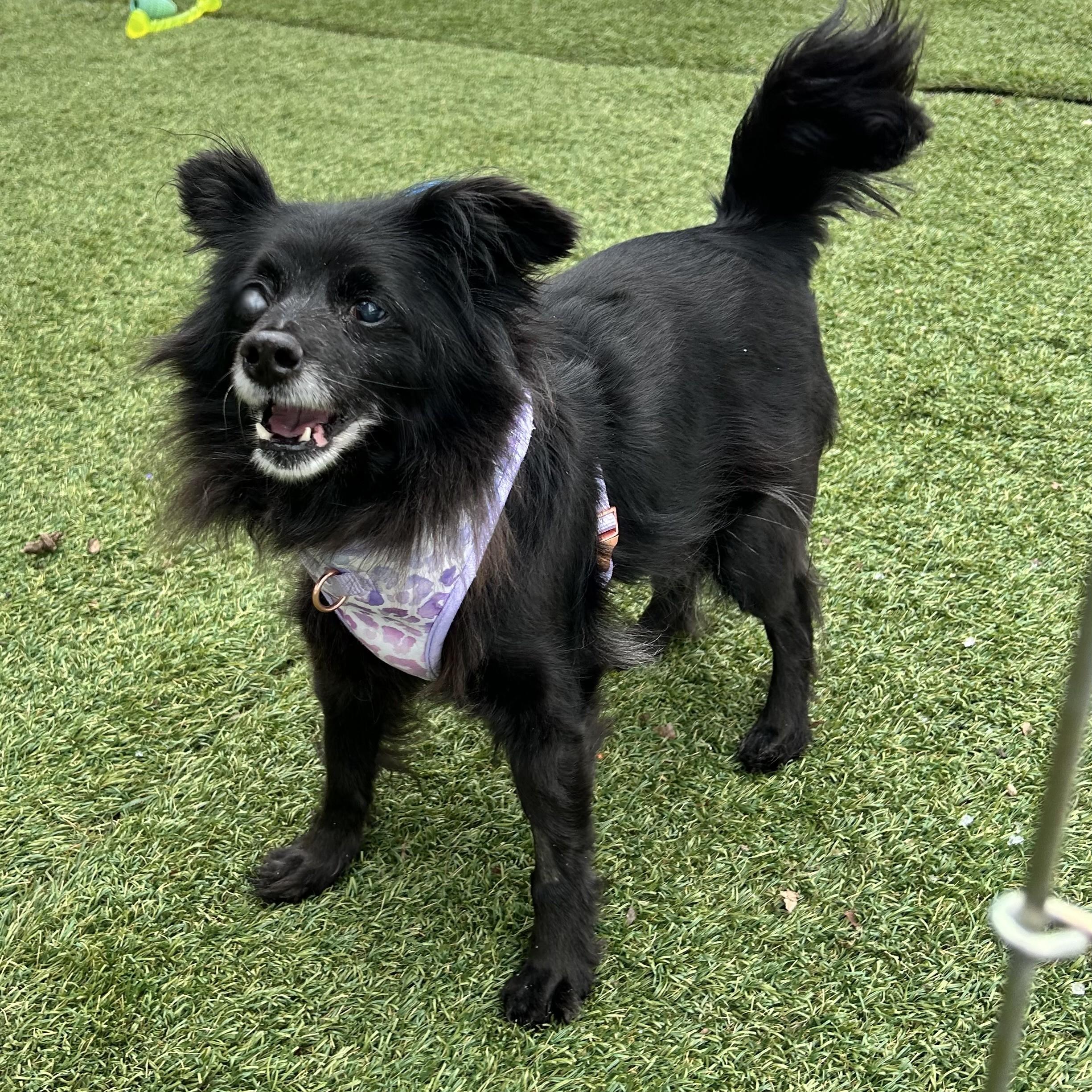 Enlarge Pepper, an adopted mixed breed in Huntington, NY image 1/1