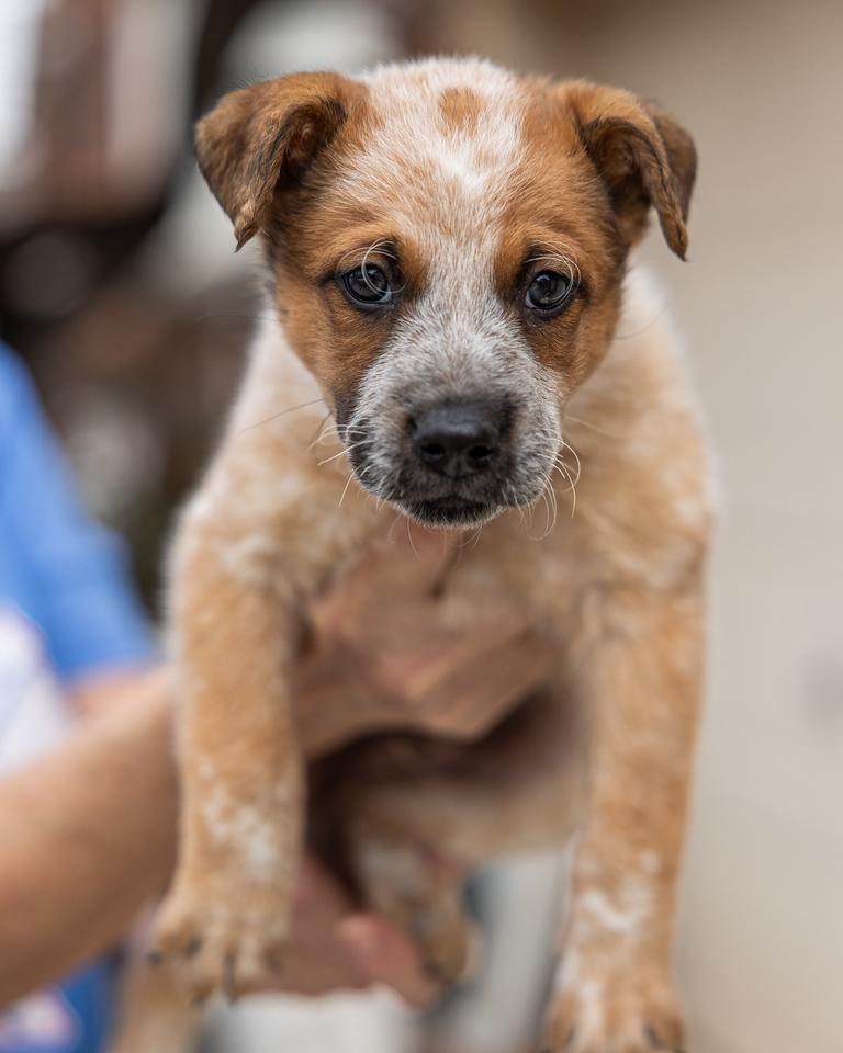 Brownie, an adopted mixed breed in Pflugerville, TX image 5/5