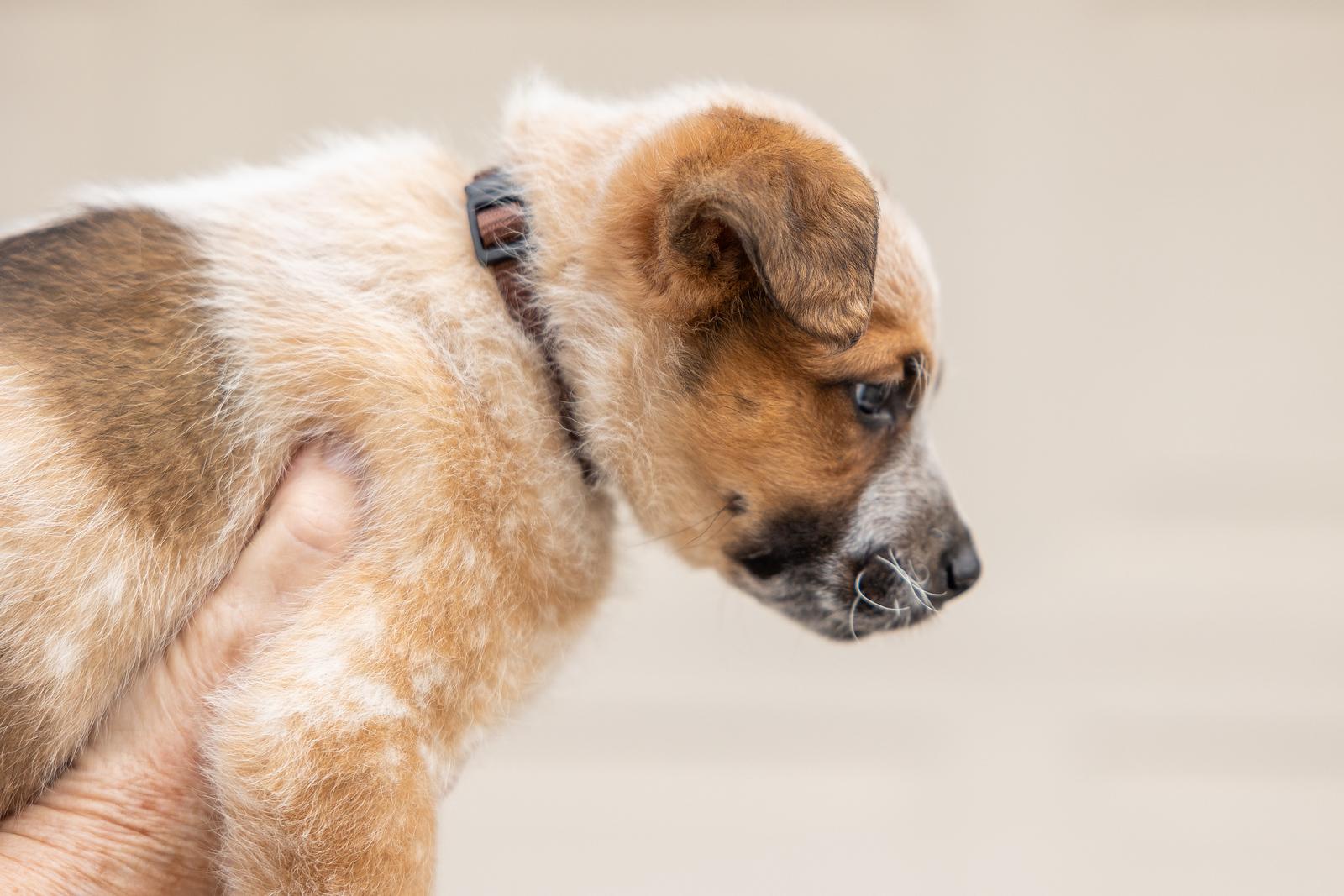 Brownie, an adopted mixed breed in Pflugerville, TX image 4/5