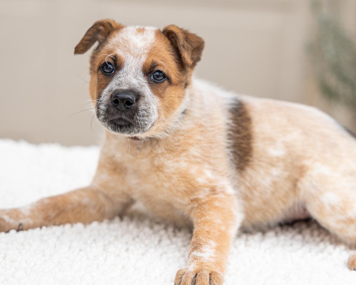 Brownie, an adopted mixed breed in Pflugerville, TX image 2/5