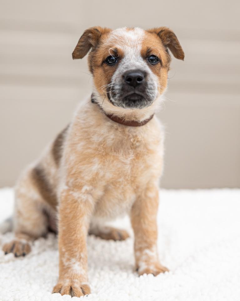 Brownie, an adopted mixed breed in Pflugerville, TX image 1/5