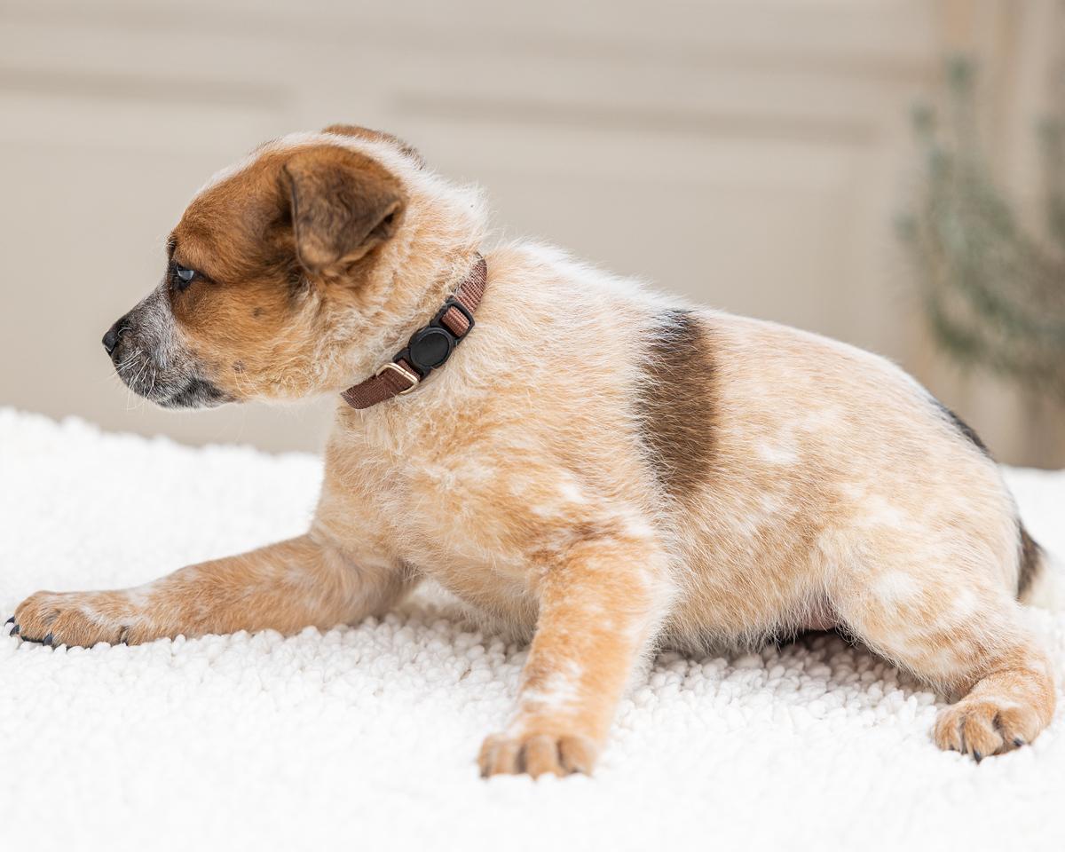 Brownie, an adopted mixed breed in Pflugerville, TX image 3/5