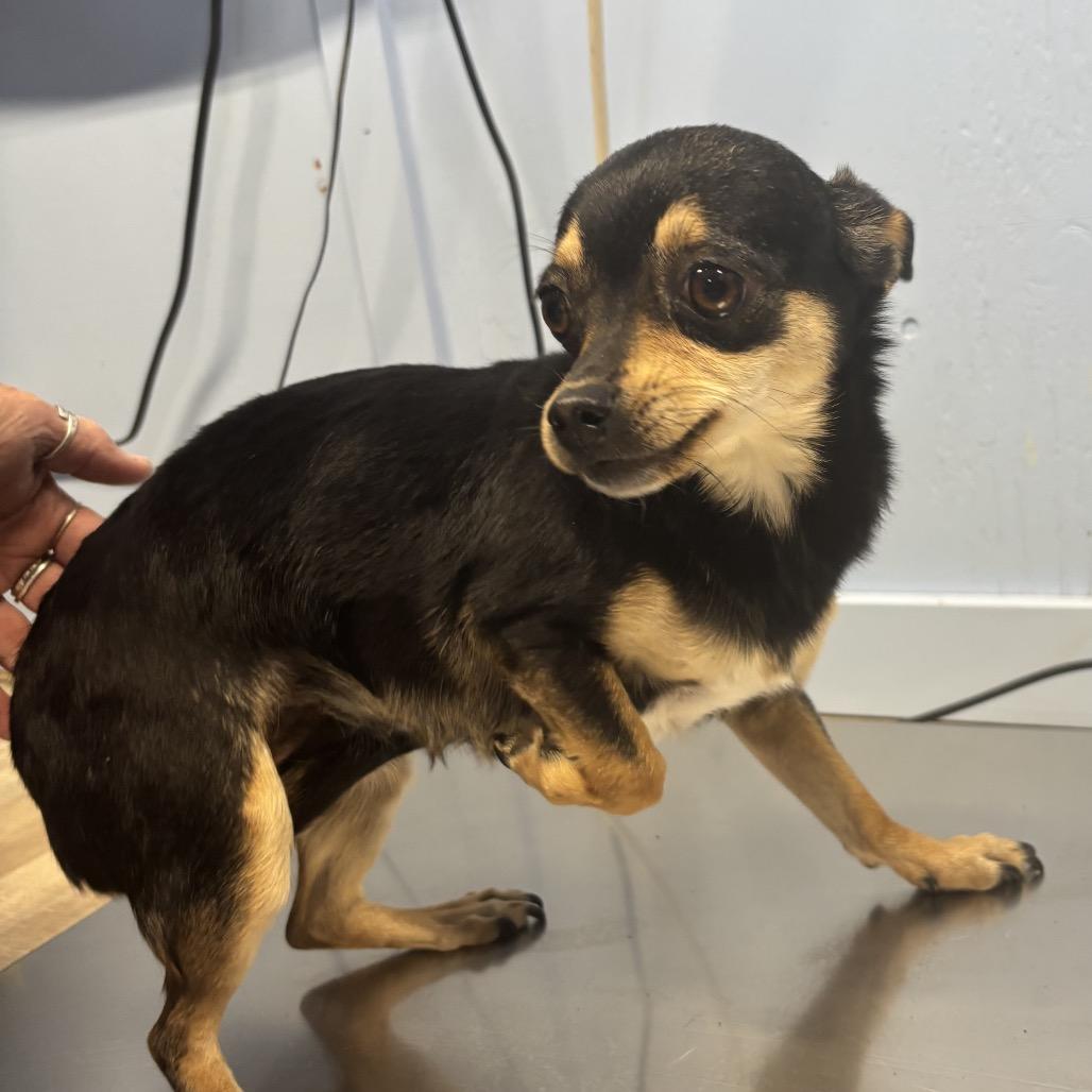 Patty, Adoptable, Adult Female Mixed Breed.