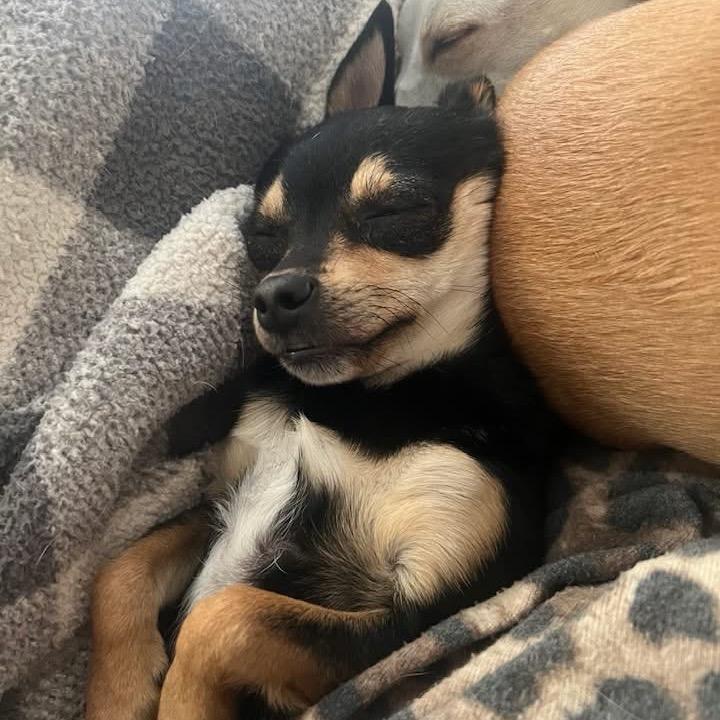 Patty, Adoptable, Adult Female Mixed Breed.