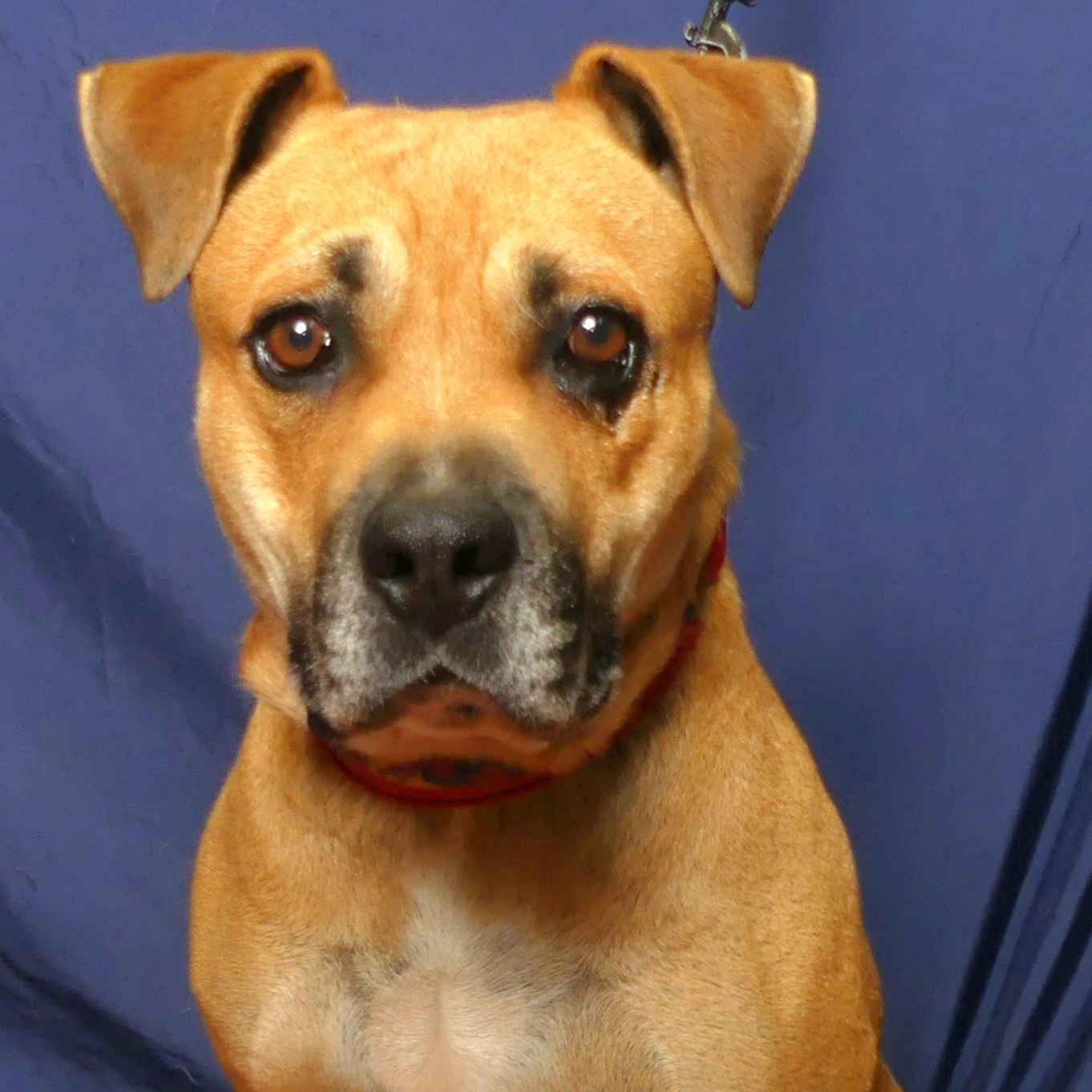 SKIPPY, a Adoptable mixed breed in Ukiah, CA image 1/5