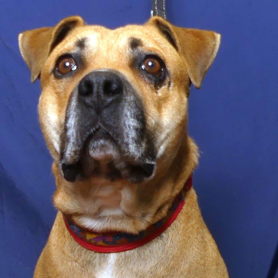 SKIPPY, a Adoptable mixed breed in Ukiah, CA image 4/5