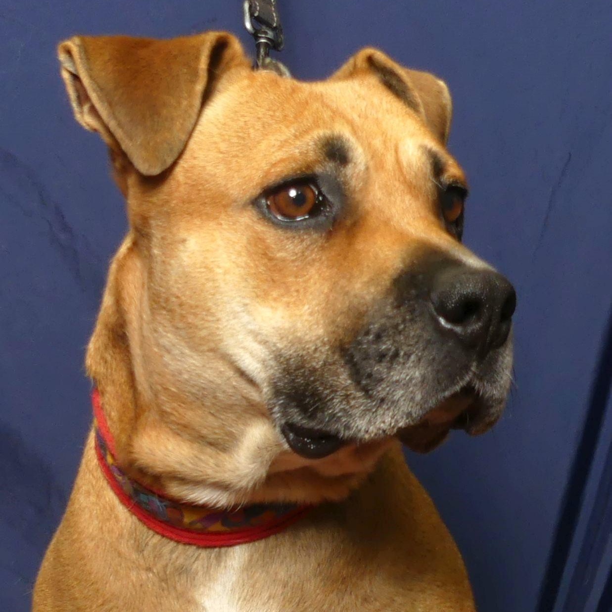 SKIPPY, a Adoptable mixed breed in Ukiah, CA image 5/5