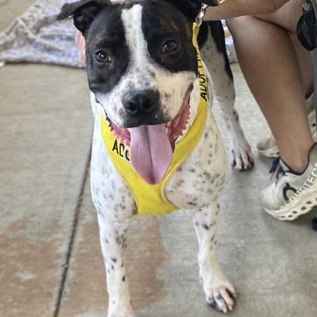 Enlarge Enzo 6827, a Adoptable Mixed Breed in Columbus, GA image 2/6